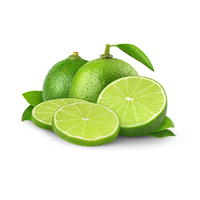 Approvisionnement en gros de citrons verts 100 % naturels, peau verte, 100 kg MOQ, durée de conservation de 4 à 5 semaines, fournisseur vietnamien garantissant la qualité et la fraîcheur