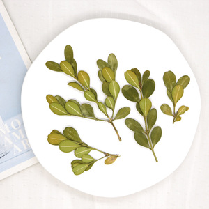 Hojas de <span class=keywords><strong>Buxus</strong></span> Secas y Prensadas Naturales para Resina, Joyería, Manualidades, Especímenes Botánicos, Follaje de Boj para Arte - Product Image 2