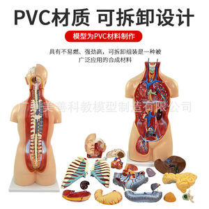 Modelo Anatómico del Sistema de Órganos Humanos de 85 cm, Anatomía Médica, 19 Estructuras del Tronco Asexual y Órganos Internos - Product Image 2