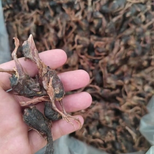 סיטונאי בהקפאה מזון מזון כלבים מיובש בהקפאה שלילה מזון יבש - Product Image 3