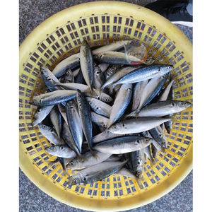 Alta calidad Original China Frozen Round Scad Whole Fish Nueva <span class=keywords><strong>temporada</strong></span> Exportado a precio barato para la venta - Product Image 6