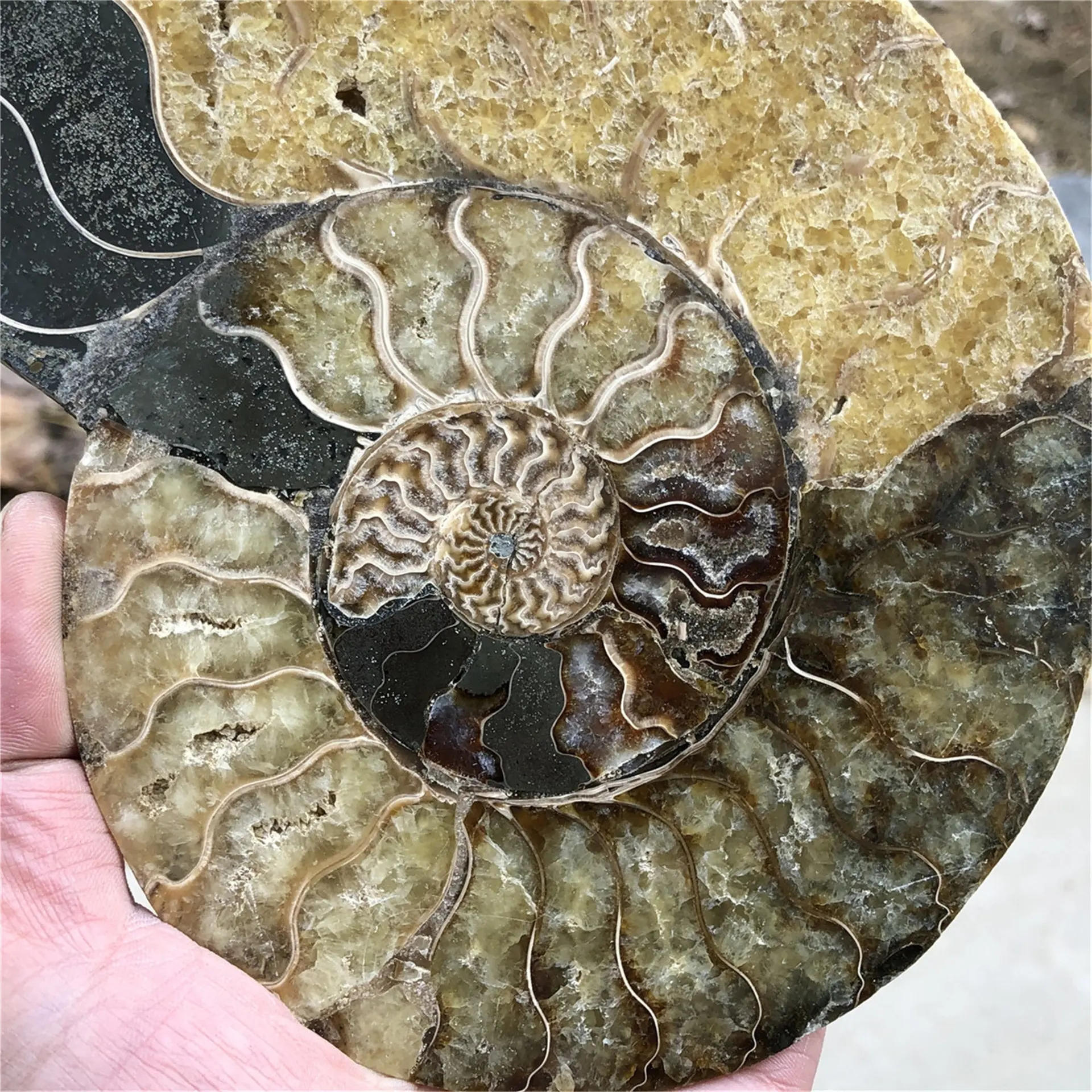 2024 vente en gros naturel de haute qualité druzy ammonite fossile minéral spécimen guérison ammonite fossile tranche pour la décoration