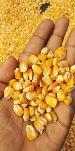 Granos de Maíz Naturales Secos, Amarillos y Blancos, Grano Entero, Orgánicos, Sin OMG, Para Hacer Palomitas, Cocinar, Hornear y Preparar Bocadillos - Product Image 6