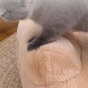 Pet Sofa Luxury Modern <b>for</b> <b>Cats</b> & Dogs Pearl Cotton Crystal Fleece Anti-Slip PP Cotton Sponge Eco-Friendly - Product Image 5