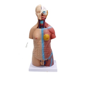 Modèle de torse masculin et féminin de 45 cm, 23 parties détachables, unisexe avec fœtus, PVC, enseignement médical - Product Image 2
