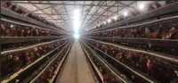 Gallinero Prefabricado de Estructura de Acero Ligero / Nave para Granja Avícola / Gallinero para Pollos de Engorde y Ponedoras para 5000/10000/20000 Pollos