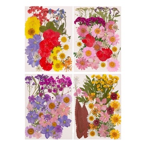 22-25 pièces/paquet, fleurs séchées pressées de la série JC, combinaison pour cadre photo en résine, <span class=keywords><strong>plante</strong></span> naturelle, Saint-Valentin, Pâques - Product Image 1