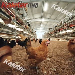 Système de volière poule pondeuse volaille poulet ferme poulet nichoir couche cage à volaille système sans mangeoire à poulet volaille pour - Product Image 1