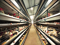 Hangar industriel en acier galvanisé de calibre lourd pour poulets de chair avec panneaux de refroidissement et ventilateurs d'extraction