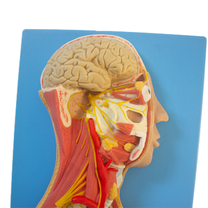 Mô hình thần kinh giao cảm tự trị của con người hỗ trợ giảng dạy giải phẫu thần kinh giao cảm cho khoa học y tế - Product Image 5