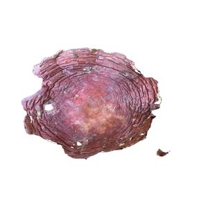 Approvisionnement en vrac de champignons Russula Sanguinaria entiers séchés sauvages de Chine - Product Image 1