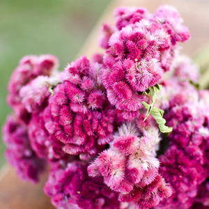Bouquet de <span class=keywords><strong>fleurs</strong></span> séchées, 1 pièce, rose foncé, cellophane, cafard, <span class=keywords><strong>fleurs</strong></span> pour la <span class=keywords><strong>fête</strong></span> <span class=keywords><strong>des</strong></span> <span class=keywords><strong>mères</strong></span> - Product Image 3