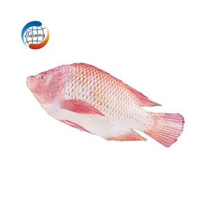 Grosir Nile Beku Nile Red Tilapia