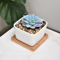 Vente en gros de pots à fleurs en bambou écologiques modernes personnalisés avec logo personnalisé et finition vernie pour la décoration de la maison, du bureau et du jardin