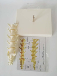 Modelo de Vértebras Lumbares Caninas, Columna Vertebral Canina de 5 Piezas, Modelo de Columna Vertebral de <span class=keywords><strong>Perro</strong></span> para Enseñanza Veterinaria - Product Image 3