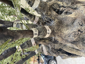 Arbre <span class=keywords><strong>Olivier</strong></span> Artificiel, grand Extérieur Intérieur Bonsaï Style Plantes <span class=keywords><strong>Olivier</strong></span> En Pots - Product Image 3
