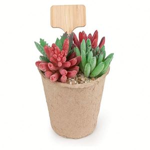Premium Poplar <b>Plant</b> Labels, T-Type Wooden <b>Plant</b> Tags <b>for</b> Gardening and Cheese <b>Markers</b> - Product Image 2