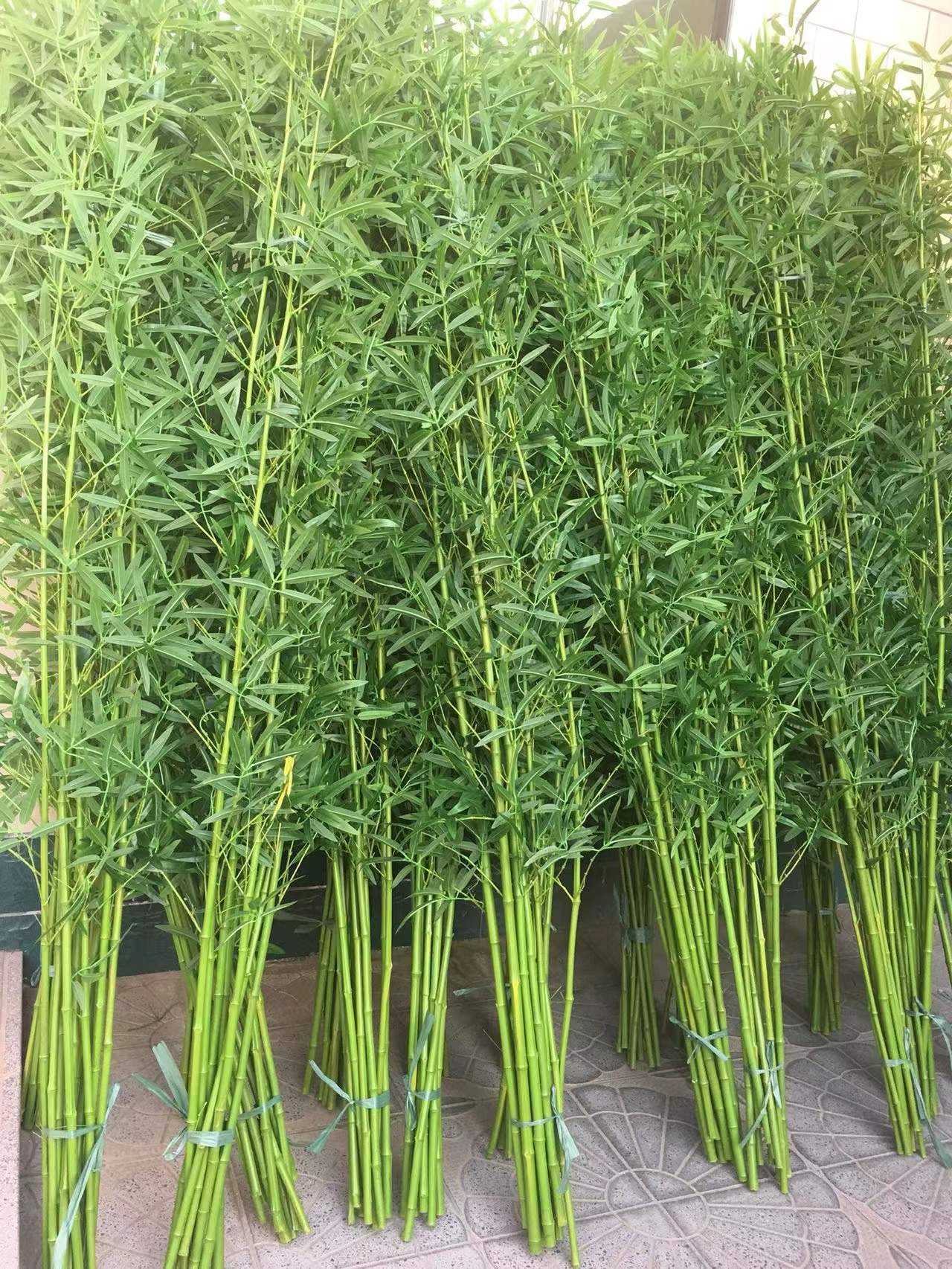 Bamboo-1pcs Moso Vert