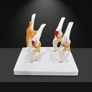 Modelo Patológico de Articulación de <span class=keywords><strong>Rodilla</strong></span> Canina de 4 Partes: Normal, Temprano, Medio y Tardío para Educación Veterinaria CE ISO ROHS CNAS - Product Image 6