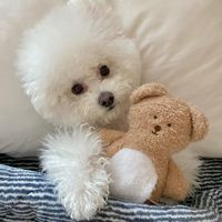 Jouet interactif pour chien en peluche mignon en forme d'ours, avec couineur, pour soulager l'anxiété des chiots, avec compartiment caché pour nourriture