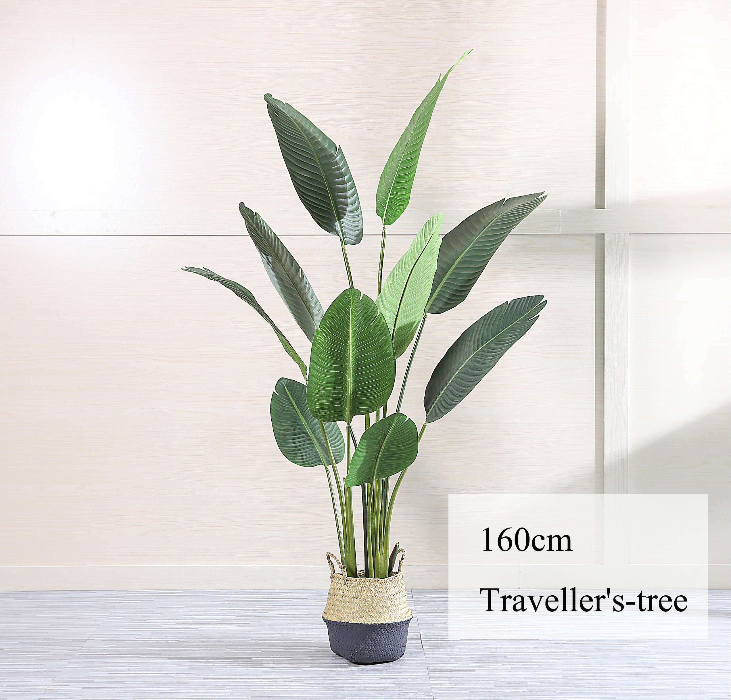 160ซม./ต้นกล้วย-เขียว