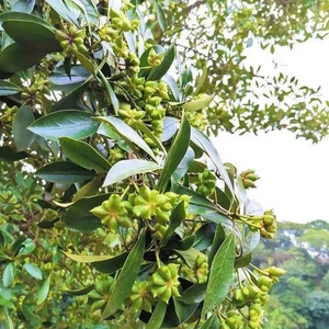 Anís Estrellado de Otoño de Alta Calidad, Seco, Crudo, Condimento 100% Puro de Guangxi, Larga Duración (24 Meses), Hierbas y Especias - Product Image 2