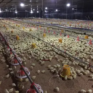 Perlengkapan Pertanian Rumah Ayam Kualitas Tinggi Tipe Baru untuk Unggas