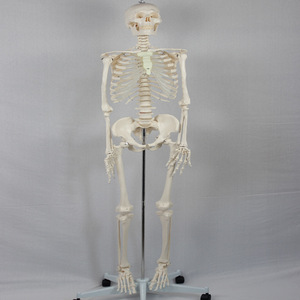 Adult male skeleton without spinal nerves and carotid arteries, packaged in a <b>foam</b> box. Human skeleton teaching <b>model</b>. - Product Image 3