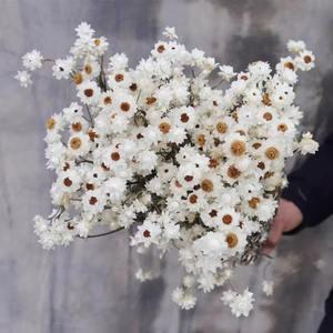 Bouquet séché d'ammonium blanc crémeux fleur de chrysanthème bouquet blanc <span class=keywords><strong>immortelle</strong></span> décoration rustique - Product Image 1