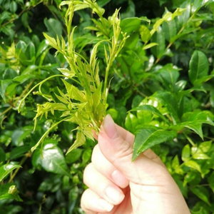 ชาชงสมุนไพรสูตรเฉพาะของไชน่าเฮิร์บ รสชาติกลมกล่อม บรรจุภัณฑ์แบบแพ็คใหญ่ ชาเพื่อสุขภาพและพลังงานจากธรรมชาติ - Product Image 3