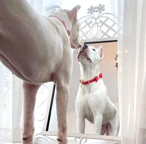 Collar de Perro Hecho a Mano en Cuero Genuino - Elegante para Perros Pequeños y Grandes, Regalo de Alta Calidad en Rojo/Marfil - Product Image 5