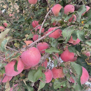 China's Good Quality Fresh Fuji <strong>Apple</strong> Sweet Tasting Grade 1 Shandong Cold Storage - Product Image 5