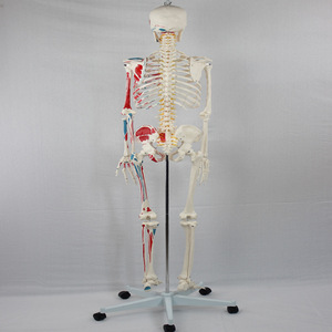 Modèle de moitié de squelette adulte avec origines et insertions musculaires (y compris les nerfs vertébraux) - Fournisseur pour l'enseignement médical - Product Image 2
