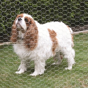 <strong>Dog</strong> <strong>Cage</strong> Galvanized Iron Wire PVC Coated Chain Link Fence with Welding Protection for Construction and Outdoor Use - Product Image 3