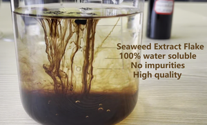 Extrait d'engrais d'algues Kenvos New Alga liquide Seaweed Foliar Fertilizer Liquid à bas prix - Product Image 3