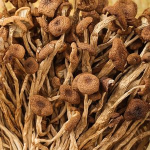 Aliment naturel et sain de haute qualité, Agrocybe <span class=keywords><strong>Aegerita</strong></span> de ferme - Product Image 2