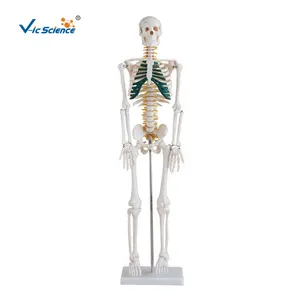 绿色软骨和脊神经的人体骨骼模型85厘米人体骨骼模型人体骨骼价格
