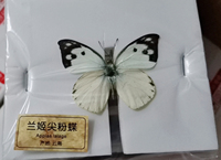 Spécimen papillon, 100 pièces, soins d'animaux, vraies insectes secs