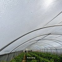 Film de serre transparent HNTF Tianfeng, rouleau de 20 g/m², 150/200 microns, résistant aux UV, en PE, 6m-12m x 50m, pour tunnel de culture de légumes