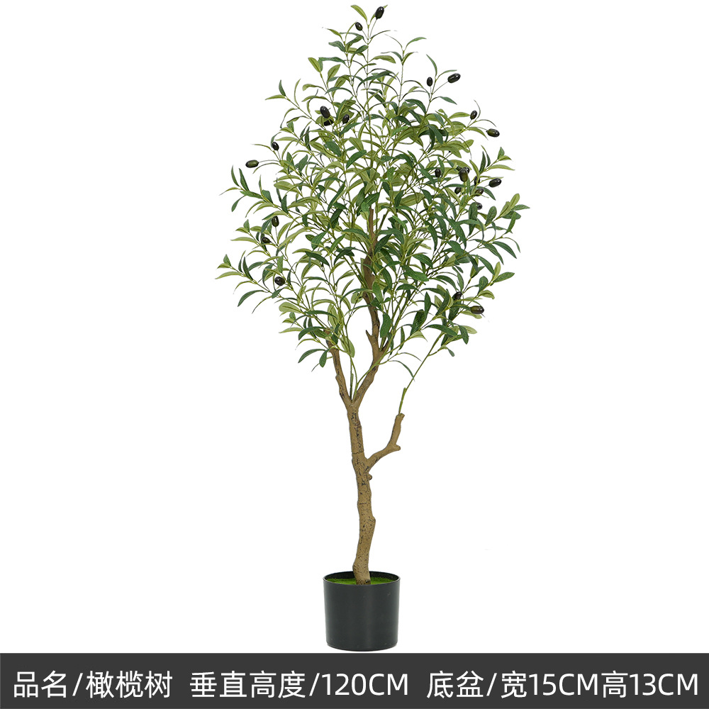 Type d'olivier C 120cm