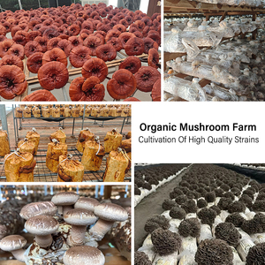 AMULYN 10 en 1 Extrait de Complexe de Champignons Biologiques en <span class=keywords><strong>Poudre</strong></span> 25% Bêta-D Glucane Mélange Reishi Chaga Cordyceps Crinière de Lion 100g - Product Image 4