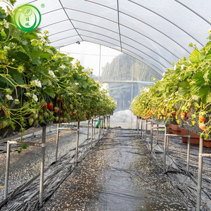 Serre tunnel en film plastique à faible coût pour la culture des fraises - Product Image 4