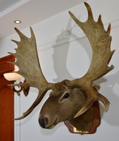 Tenture murale Collection Villa Adornos Navidad 2024 Town Store Grande tête de cerf d'élan pour la décoration de Noël