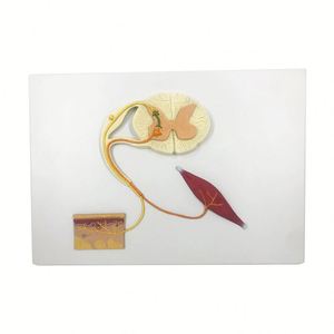 KynenMed神経反射アーク神経伝导モデル脊髄机能モデル - Product Image 1