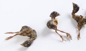 ניודה oem oem בהקפאה מיובשת פריטה מתייחסת כלב כלב מרפא טבעי גבוה לחתולים כלבים כלבים כלבים לכלבים מקפיאים - Product Image 5