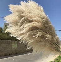 Herbe de la Pampa Séchée Naturelle Beige Champêtre en Gros pour Mariage Maison Hôtel