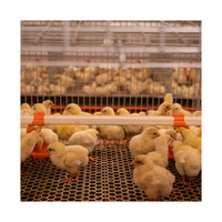 Nouvelle cage d'élevage automatique de type A pour poussins et poulets d'un jour