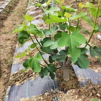 Toile de paillage tissée pour le contrôle des mauvaises herbes, usage domestique et jardinage, pour la protection des sols