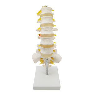 Modèle d'anatomie des vertèbres lombaires avec sacrum, coccyx et nerfs - Product Image 1
