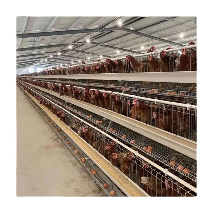 Schlussverkauf automatisch 4 Stufen A-Typ verzinkte Schicht Hühnerkäfig-Design Geflügelfarmzubehör Hühnerkoffer